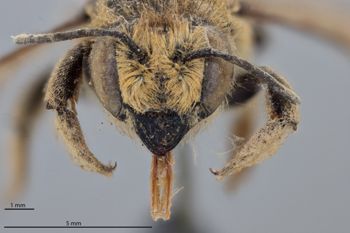 Media type: image;   Entomology 785775 Aspect: head frontal view
